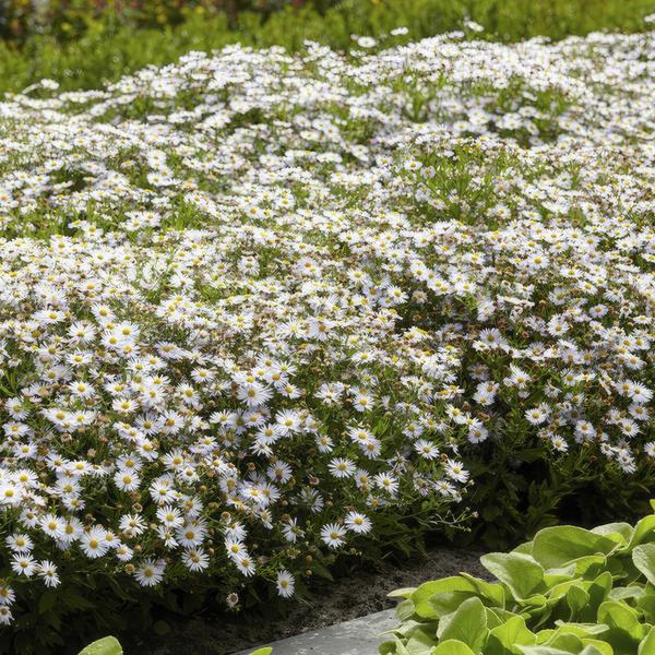 Aster ageratoides 'Ashvi' - ↕10-25cm - Ø9cm - 6x  BotanicBridge