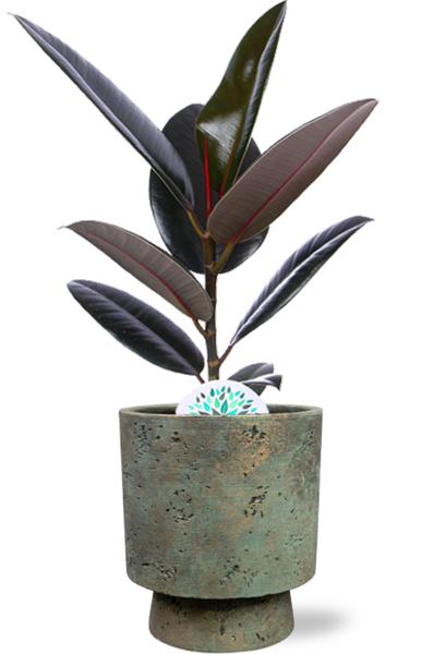 Ficus Elastica Abidjan - Ø17cm - ↕60cm + Pot Aily D19x23cm - Groen  BotanicBridge