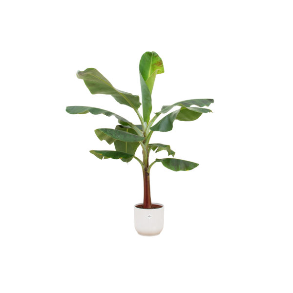 Combi deal - Bananenplant (Musa) inclusief elho Vibes Fold Round wit Ø22 - 120 cm  BotanicBridge