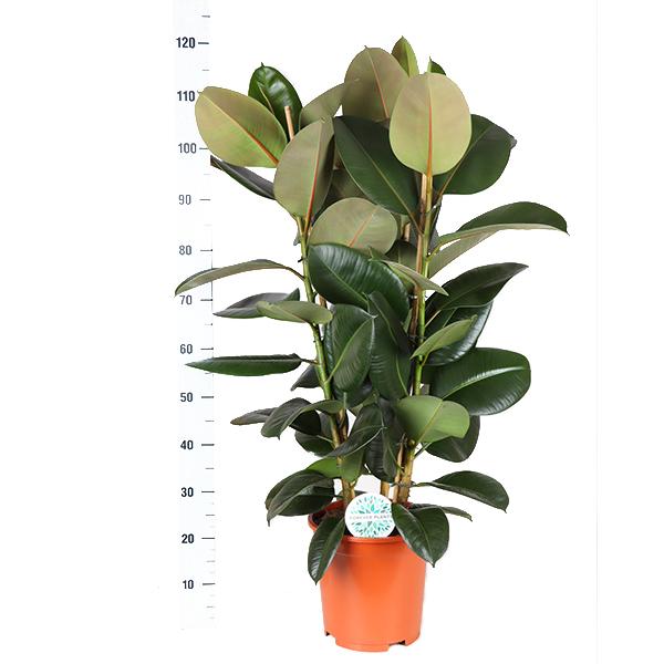 Ficus Elastica Robusta Ø27cm - ↕115cm in Boule OLIJF pot  BotanicBridge