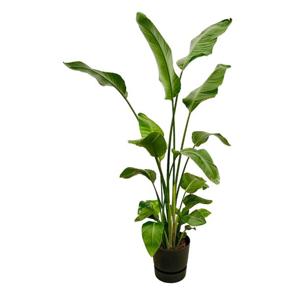 Strelitzia Nicolai inclusief elho Greenville Round zwart - 180 cm - Ø30  BotanicBridge