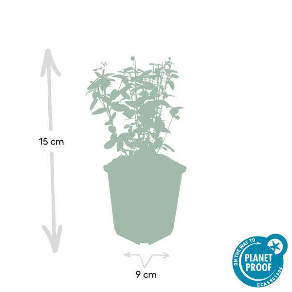 Euonymus fortunei radicans - ↕10-25cm - Ø9cm - 6x  BotanicBridge