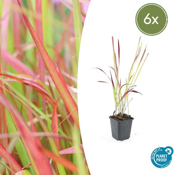 Imperata cylindrica 'Red Baron' - ↕10-25cm - Ø9cm - 6x  BotanicBridge