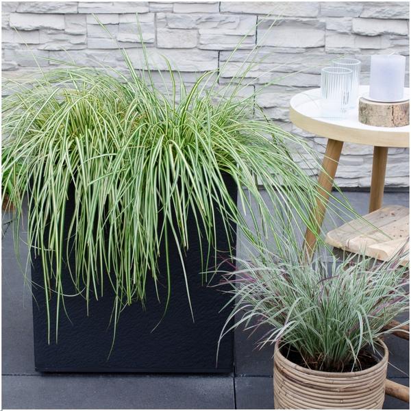 3 x Carex hachijoensis 'Evergold' - Ø 14 cm - ↨ 25 cm  BotanicBridge