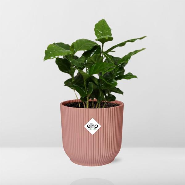 Coffea Arabica in ELHO Vibes Fold 14cm roze  BotanicBridge