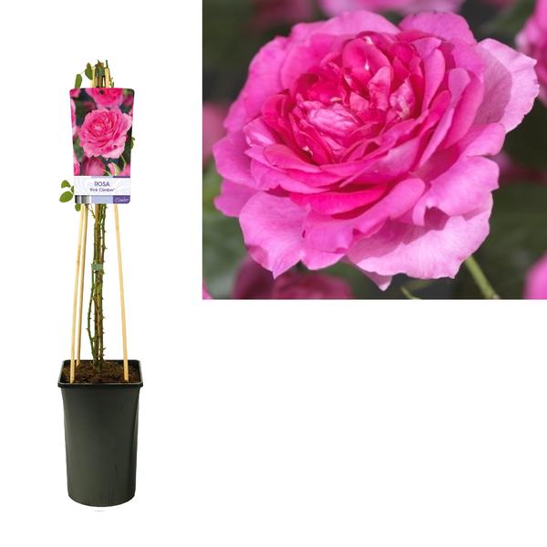 Rosa 'Pink Climber' +light Label - Ø17cm - ↕75cm  BotanicBridge