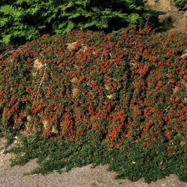 Cotoneaster pr. 'Streib's Findling' - ↕10-25cm - Ø9cm - 6x  BotanicBridge