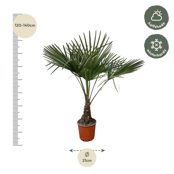 Trachycarpus - 130cm- Ø21  BotanicBridge