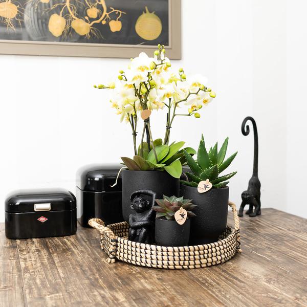 Kolibri Home | Ornament - Decoratie beeld Monkey long tail - Black  BotanicBridge