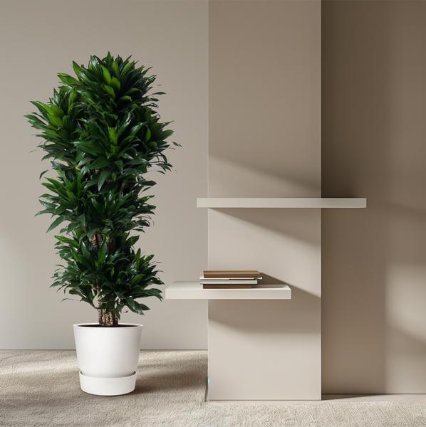 Dracaena Compacta vertakt - 140 cm - ø31  BotanicBridge