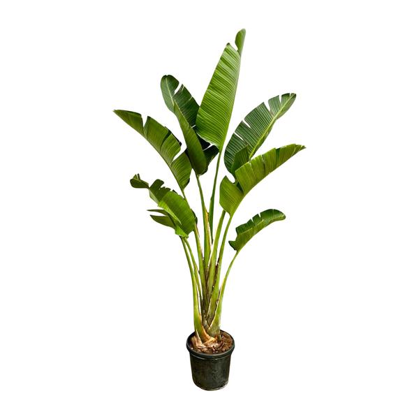 Strelitzia Augusta - 250cm - ⌀45  BotanicBridge