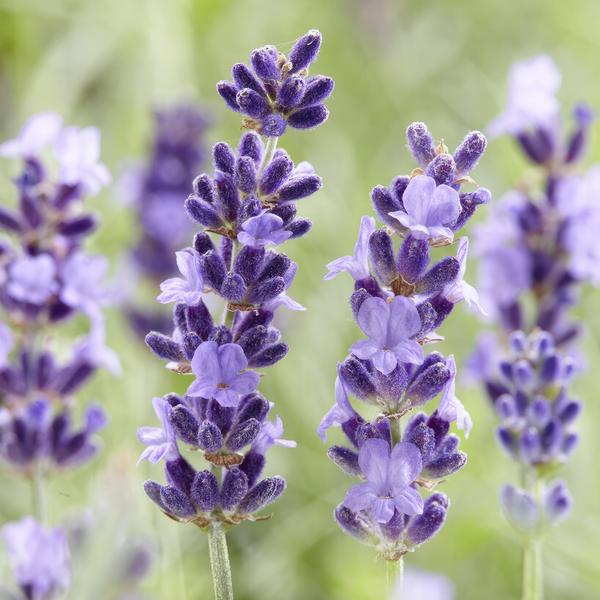 Lavandula 'Hidcote' - ↕10-25cm - Ø9cm - 6x  BotanicBridge