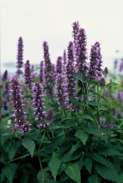 Agastache 'Blue Fortune' - ↕10-25cm - Ø9cm - 6x  BotanicBridge