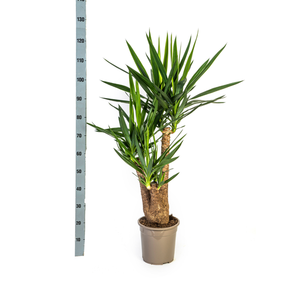 Yucca Elephantipes Ø24cm - ↕90-100cm  BotanicBridge