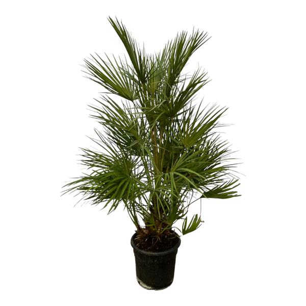 Chamaerops Humilis struik - 130 cm - Ø24cm  BotanicBridge