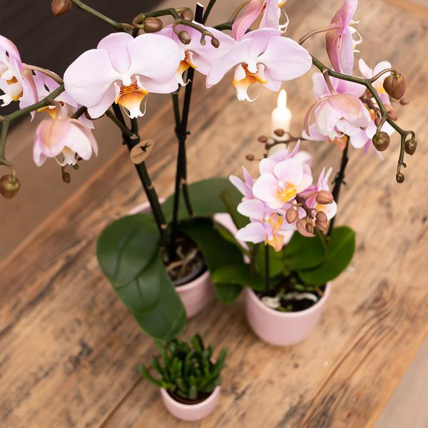 Kolibri Home | Glazed bloempot - Roze keramieken sierpot met glans - Ø12cm  BotanicBridge