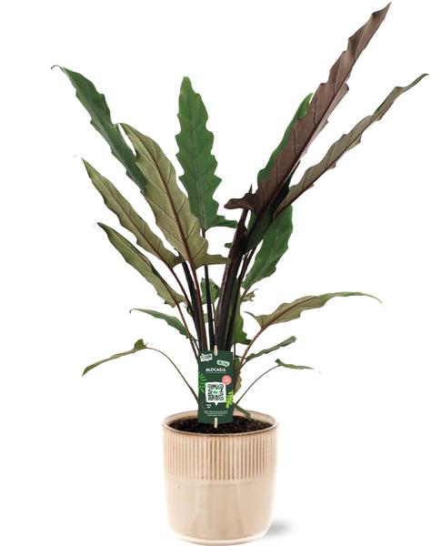 Alocasia Lauterbachiana - Ø19cm - ↕80cm + Terni Pot D20x20cm - Roze  BotanicBridge