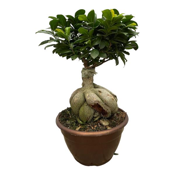 Ficus Microcarpa Ginseng - 50 cm - Ø25cm  BotanicBridge