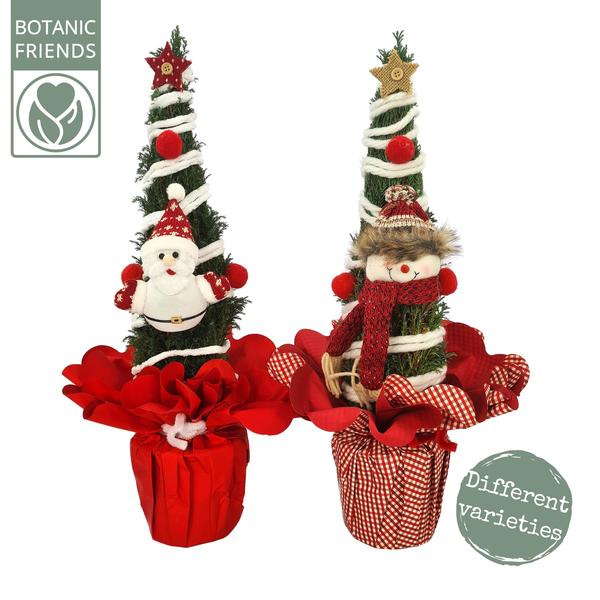 Chamaecyparis Ellwoodii Christmas Friends ® - Ø13cm - ↕37cm  BotanicBridge