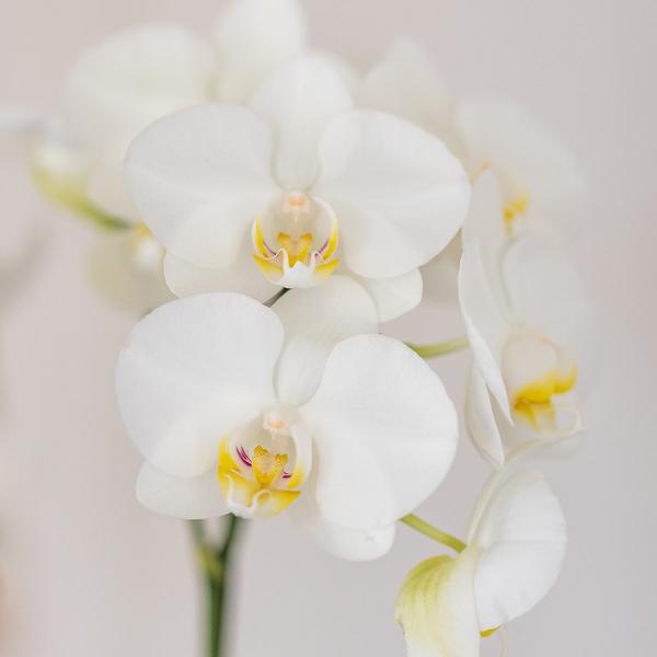 Kolibri Orchids | Set van witte orchidee Amabilis en succulent in Tube sierpot wit - potmaat Ø9cm | bloeiende kamerplant - vers van de kweker  BotanicBridge