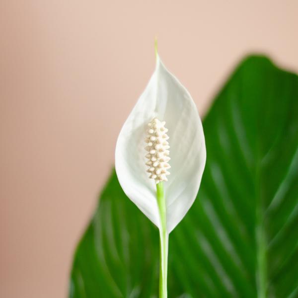 Spathiphyllum met Mand Sofia naturel - 80cm - Ø21  BotanicBridge