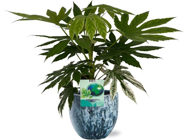 Fatsia Japonica Variegata - Ø19cm - ↕60cm + Sem Pot D20x18cm - Blauw  BotanicBridge