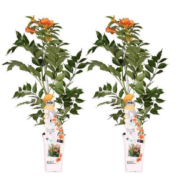 2x - Campsis 'Indian Summer' - ↨65cm - Ø15  BotanicBridge