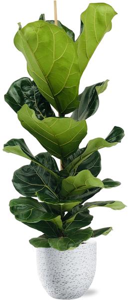 Ficus Lyrata - Ø21cm - ↕100cm + Tim Pot D24x22cm - Wit  BotanicBridge