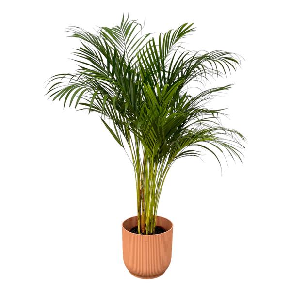 Areca palm - ↨130cm - Ø24cm inclusief elho Vibes Fold Round roze D30xH27  BotanicBridge