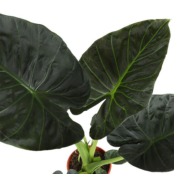 Alocasia Regal Shield Ø21cm - ↕100cm in Boule TAUPE pot  BotanicBridge