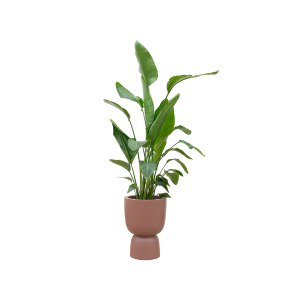 Combi deal - Strelitzia Nicolai inclusief elho Pure Coupe bruin Ø35 - 200 cm  BotanicBridge