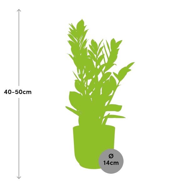 Zamioculcas – Hoogte 45-50 in ELHO Vibes Fold 14cm geel  BotanicBridge