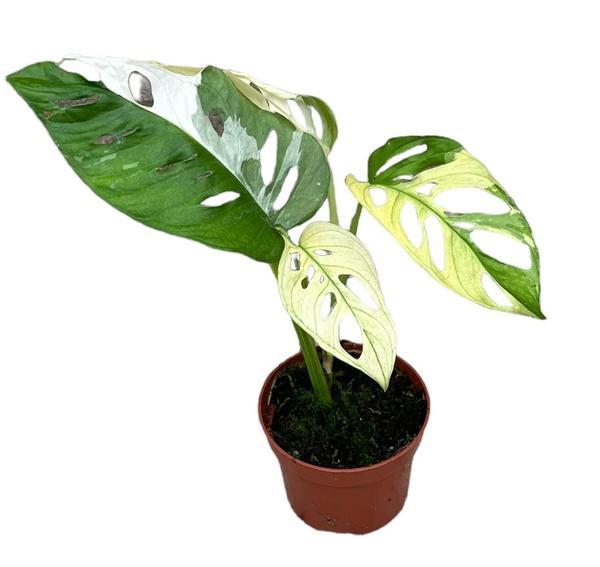 Monstera Adansonii Variegata - Ø10,5cm - ↕15cm  BotanicBridge