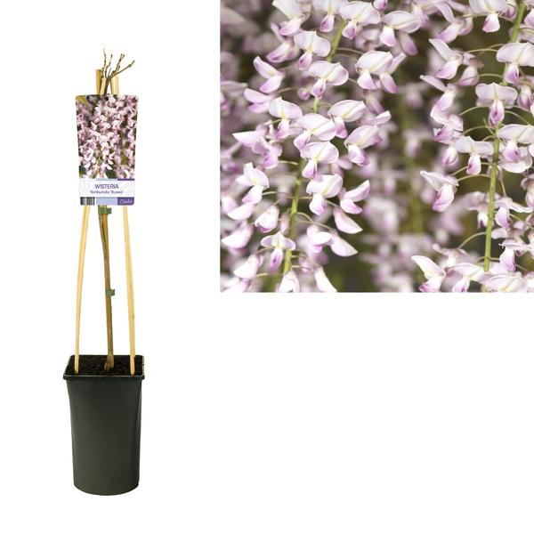 Wisteria Floribunda 'Rosea' +light Label - Ø17cm - ↕75cm  BotanicBridge