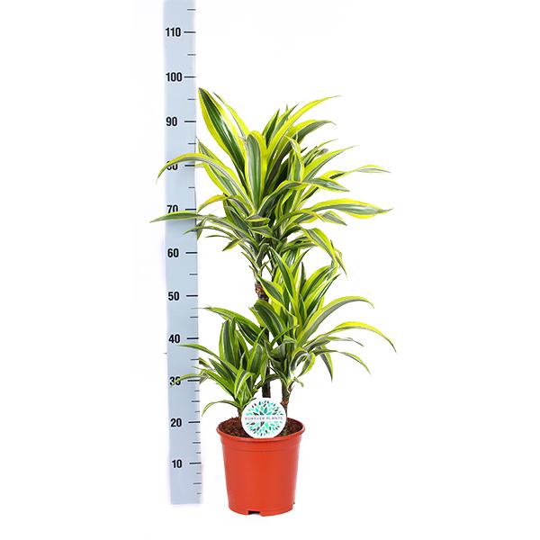 Dracaena Lemon Lime Ø21cm - ↕65cm in Boule OLIJF pot  BotanicBridge