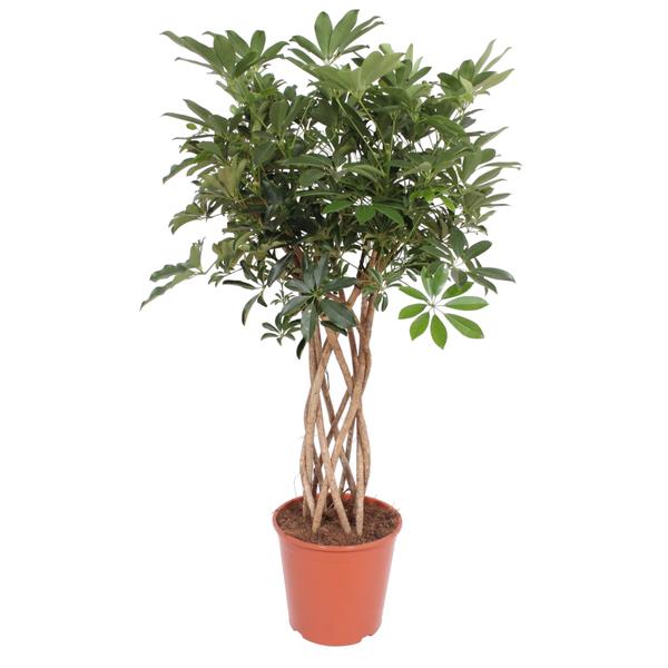 Schefflera Arboricola Compacta gevlochten stam - 140 cm - ø30  BotanicBridge