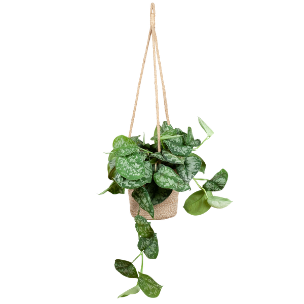 Scindapsus Pictus met hangpot Oviedo naturel - 25cm - Ø16  BotanicBridge