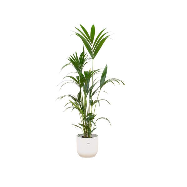 Kentia palm inclusief elho Vibes Fold Round wit - 160cm - Ø30  BotanicBridge