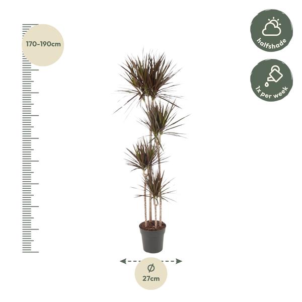 Dracaena Magenta - 180 cm - ø27  BotanicBridge