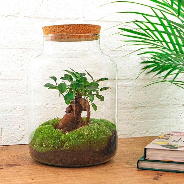 DIY terrarium - Milky met bonsai - ↕ 30 cm  - Rake + Shovel + Tweezer + Scissors  BotanicBridge