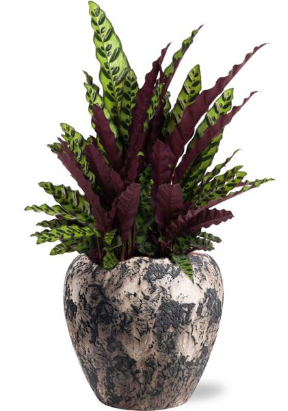 Calathea Lancifolia - Ø27cm - ↕70cm + Doug Pot D29x26cm - Zwart Beige  BotanicBridge