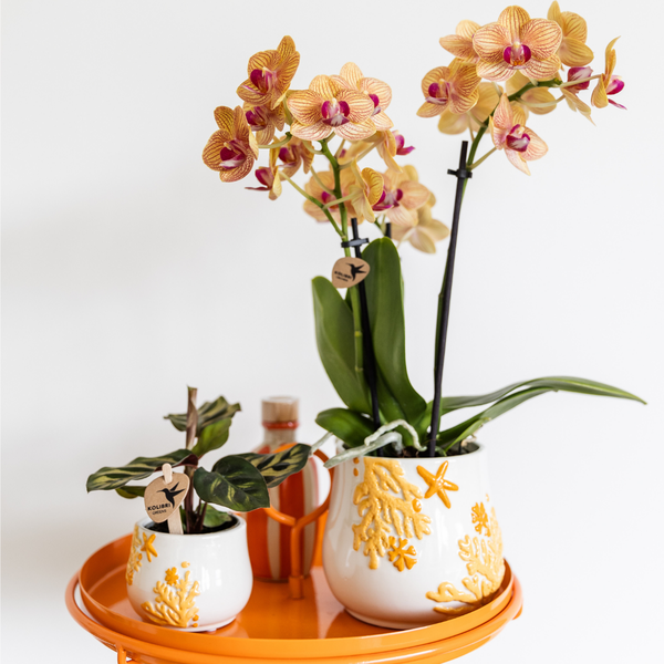 Kolibri Company - Planten set Coral Oranje | Set met oranje Phalaenopsis orchidee Jamaica Ø9cm en groene plant Calathea Ø6cm | incl. oranje keramieken sierpotten  BotanicBridge