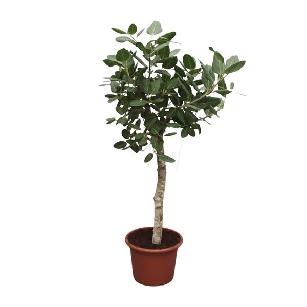 Ficus Benghalensis boom - 200 cm - ø50  BotanicBridge