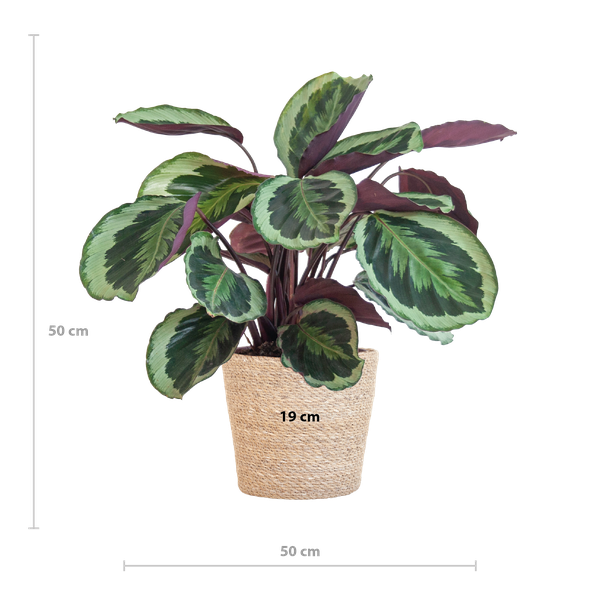 Calathea Medaillon met Sofia mand naturel - 65cm - Ø19  BotanicBridge