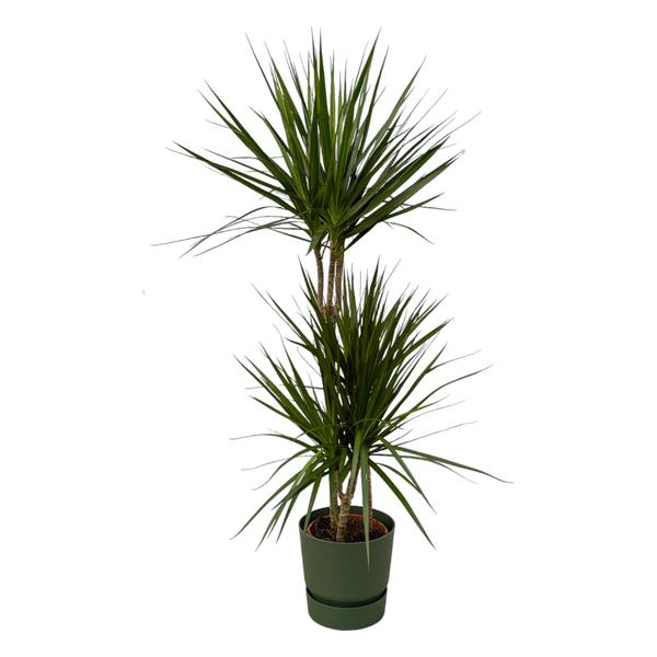 Dracaena Marginata - ↨120cm - Ø21cm inclusief elho Greenville Round groen D24xH23  BotanicBridge