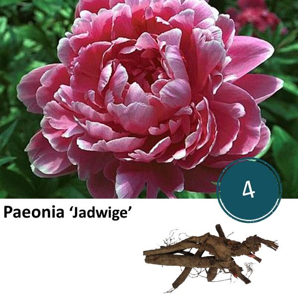 Paeonia 'Jadwige' - 4x  BotanicBridge