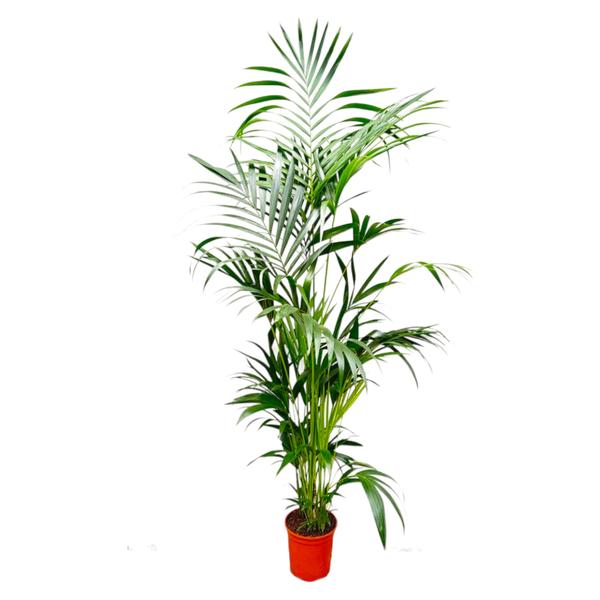 Kentia Palm - 200 cm - ø24  BotanicBridge