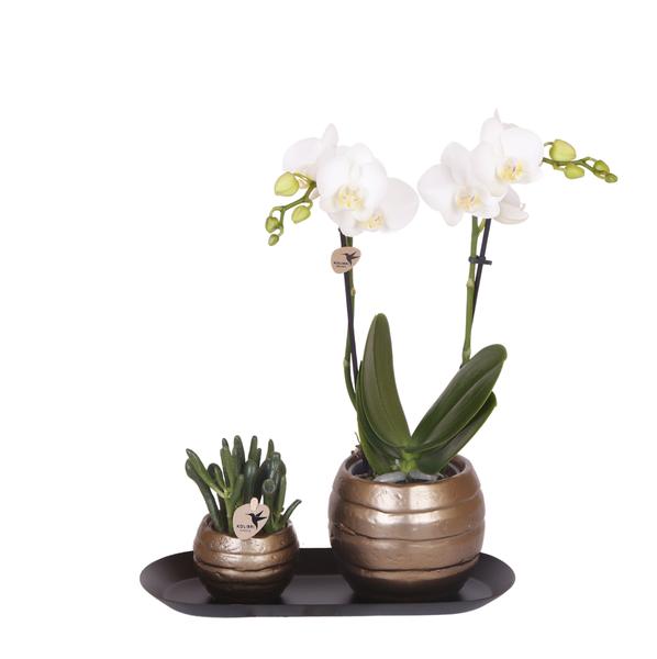 Kolibri Orchids | Plantenset Home Hub grey small | Groene planten met witte Phalaenopsis orchidee in koperkleurige sierpotten en zwart dienblad  BotanicBridge