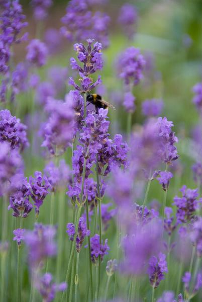 Lavandula ang. 'Munstead' - ↕10-25cm - Ø9cm - 40x  BotanicBridge