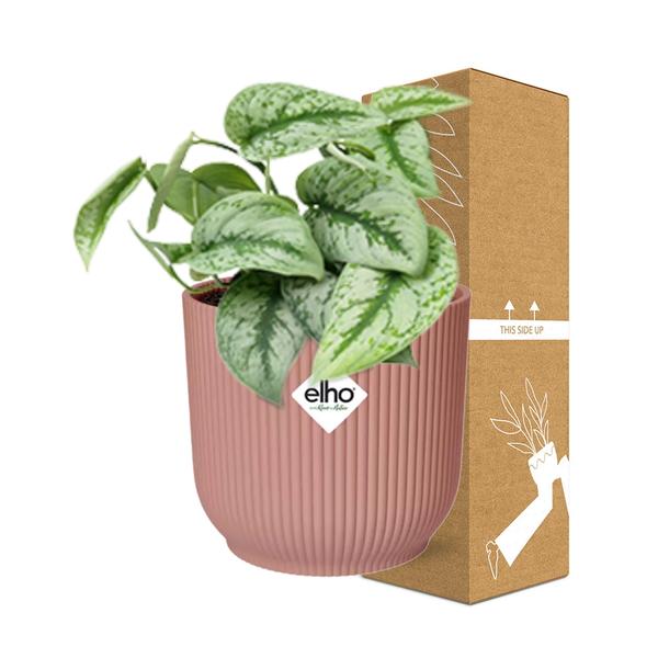 Scindapsus Pictus ‘Trebie’ in ELHO Vibes Fold 14cm roze  BotanicBridge